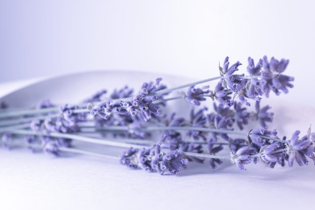 Dry lavender in a sheet of paper. A bouquet of dried flowers. The photo is made in a lilac shade of blue.